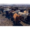 Image 6 : Lowe Ranches - 695# Heifers - 99 Head (Nanton, AB)