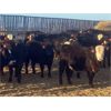 Image 1 : Bar R Ranch - 785# Heifers - 78 Head (Foam Lake, SK)