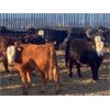 Image 2 : Bar R Ranch - 785# Heifers - 78 Head (Foam Lake, SK)