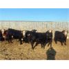 Image 3 : Bar R Ranch - 785# Heifers - 78 Head (Foam Lake, SK)