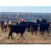 Image 4 : Bar R Ranch - 785# Heifers - 78 Head (Foam Lake, SK)