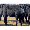 Image 10 : East Hilltop Holdings - 720# Heifers - 87 Head (Carstairs, AB)