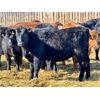 Image 1 : East Hilltop Holdings - 720# Heifers - 87 Head (Carstairs, AB)
