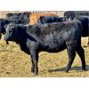 Image 3 : East Hilltop Holdings - 720# Heifers - 87 Head (Carstairs, AB)