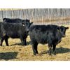 Image 4 : East Hilltop Holdings - 720# Heifers - 87 Head (Carstairs, AB)