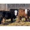 Image 9 : East Hilltop Holdings - 720# Heifers - 87 Head (Carstairs, AB)