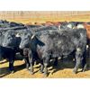 Image 1 : East Hilltop Holdings - 710# Heifers - 87 Head (Carstairs, AB)
