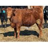 Image 6 : West Ridge Farms - 938# Steers - 66 Head (Crossfield, AB)