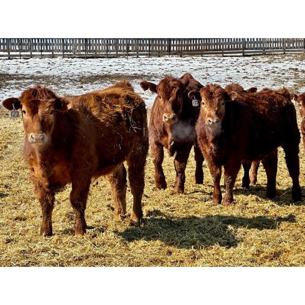 West Ridge Farms - 901# Steers - 69 Head (Crossfield, AB)