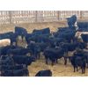 Image 2 : Herbert Ranching - 625# Steers - 140 Head (Wainwright, AB)