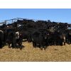 Image 2 : Rafter 17 Ranching - 1025# September Grass Heifers - 60 Head (Eckville, AB)