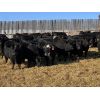 Image 3 : Rafter 17 Ranching - 1025# September Grass Heifers - 60 Head (Eckville, AB)