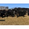 Image 4 : Rafter 17 Ranching - 1025# September Grass Heifers - 60 Head (Eckville, AB)