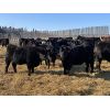 Image 5 : Rafter 17 Ranching - 1025# September Grass Heifers - 60 Head (Eckville, AB)