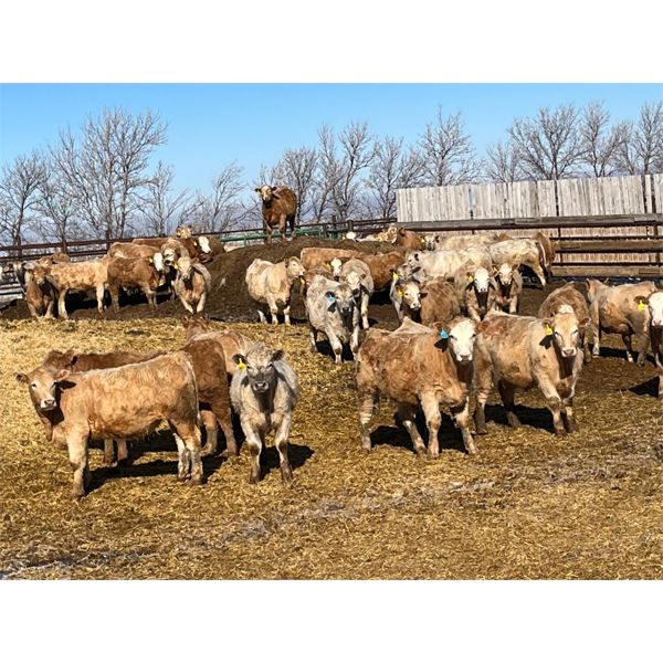 Elkwater Farming Co. - 925# Steers - 163 Head (Irvine, AB)