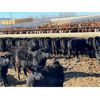 Image 10 : Elkwater Farming Co. - 875# Steers - 250 Head (Irvine, AB)