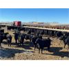 Image 11 : Elkwater Farming Co. - 875# Steers - 250 Head (Irvine, AB)