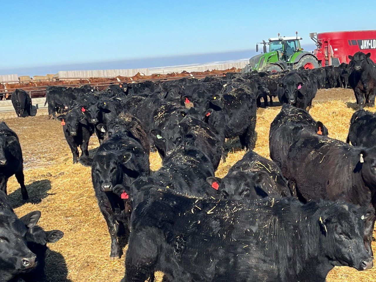 Elkwater Farming Co. 875 Steers 250 Head (Irvine, AB) Team