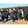 Image 3 : Elkwater Farming Co. - 875# Steers - 250 Head (Irvine, AB)