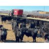 Image 9 : Elkwater Farming Co. - 875# Steers - 250 Head (Irvine, AB)