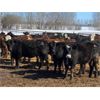 Image 2 : Marcinek Cattle Company - 1000# September Grass Heifers - 125 Head (Condor, AB)