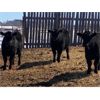 Image 3 : Marcinek Cattle Company - 1000# September Grass Heifers - 125 Head (Condor, AB)