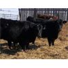 Image 5 : Marcinek Cattle Company - 1000# September Grass Heifers - 125 Head (Condor, AB)