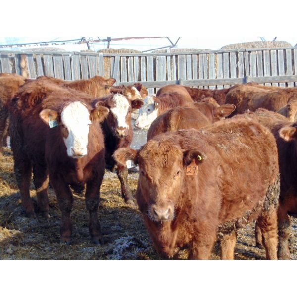Rob Mossey - 925# Steers - 69 Head (Vauxhall, AB)