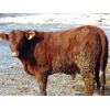 Image 5 : Rob Mossey - 925# Steers - 69 Head (Vauxhall, AB)