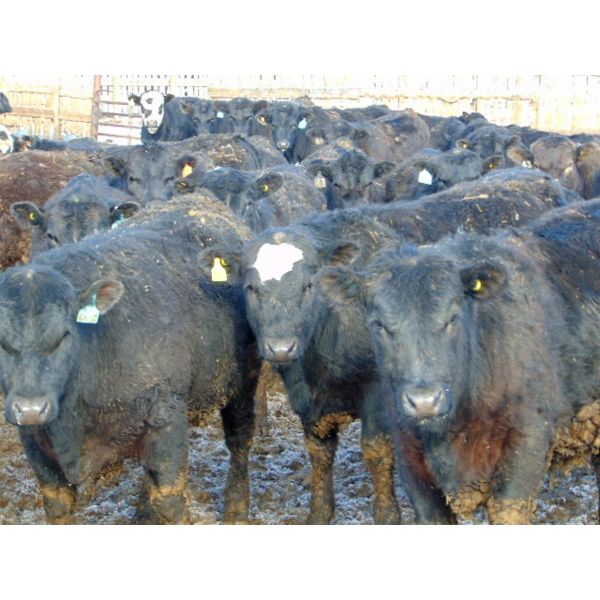 Rob Mossey - 900# Steers - 69 Head (Vauxhall, AB)