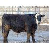 Image 5 : Rob Mossey - 900# Steers - 69 Head (Vauxhall, AB)