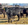 Image 1 : Lazy B Farm & Ranch - 700# Steers - 70 Head (Linden, AB)