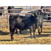 Image 2 : Lazy B Farm & Ranch - 700# Steers - 70 Head (Linden, AB)