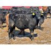 Image 5 : Lazy B Farm & Ranch - 700# Steers - 70 Head (Linden, AB)