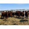 Image 1 : Raymond Land & Cattle - 690# Steers - 90 Head (Aneroid, SK)