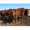Image 2 : Raymond Land & Cattle - 690# Steers - 90 Head (Aneroid, SK)