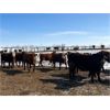Image 3 : Raymond Land & Cattle - 690# Steers - 90 Head (Aneroid, SK)
