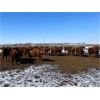 Image 4 : Raymond Land & Cattle - 690# Steers - 90 Head (Aneroid, SK)