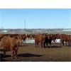 Image 5 : Raymond Land & Cattle - 690# Steers - 90 Head (Aneroid, SK)