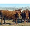 Image 6 : Raymond Land & Cattle - 690# Steers - 90 Head (Aneroid, SK)