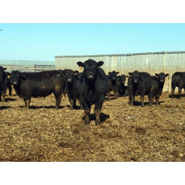 Shay & Sharmon Wilson - 880# Steers - 60 Head (Bow Island, AB)