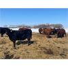 Image 1 : Hill 70 Quantock Ranch - 1350# Cows - 34 Head (Lloydminster, AB)