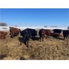Image 2 : Hill 70 Quantock Ranch - 1350# Cows - 34 Head (Lloydminster, AB)