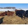 Image 5 : Hill 70 Quantock Ranch - 1350# Cows - 34 Head (Lloydminster, AB)