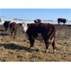 Image 6 : Hill 70 Quantock Ranch - 1350# Cows - 34 Head (Lloydminster, AB)