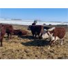 Image 7 : Hill 70 Quantock Ranch - 1350# Cows - 34 Head (Lloydminster, AB)