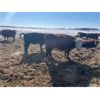 Image 8 : Hill 70 Quantock Ranch - 1350# Cows - 34 Head (Lloydminster, AB)