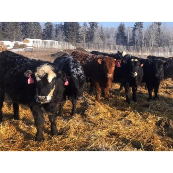 George Weins - 850# Steers - 112 Head (Smoky Burn, SK)