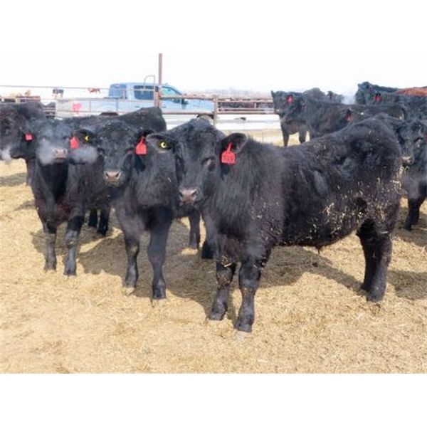David Garvey - 810# Steers - 75 Head (Wapella, SK)