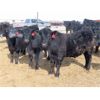 Image 1 : David Garvey - 810# Steers - 75 Head (Wapella, SK)